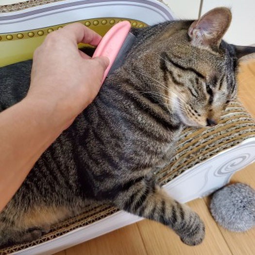 うとうとしてる間に櫛かけると…けっこう毛が抜けた