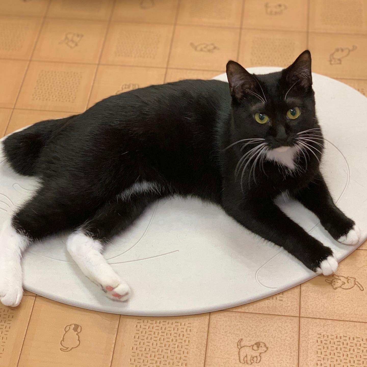 卒業生のおはぎちゃん(猫の館ME提供)