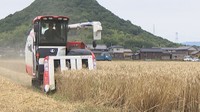 香川県のオリジナル小麦「さぬきの夢」収穫が最盛期に 収穫量は平年並みの見込み