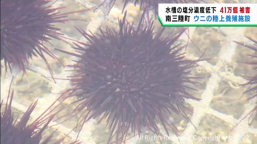 #陸上養殖のウニ41万個が死ぬ 大雨で塩分濃度が低下し被害 宮城・南三陸町
