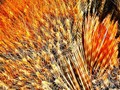 えびアレルギーも悪くない?「えび尽くし」のコミュニケーション