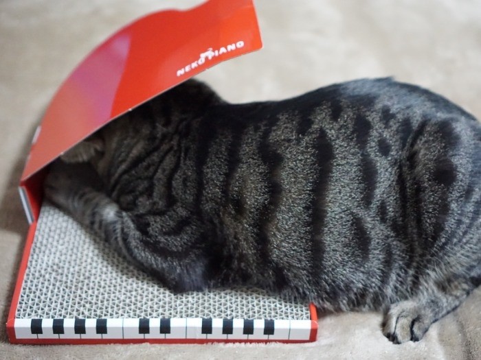 夢中になりすぎた