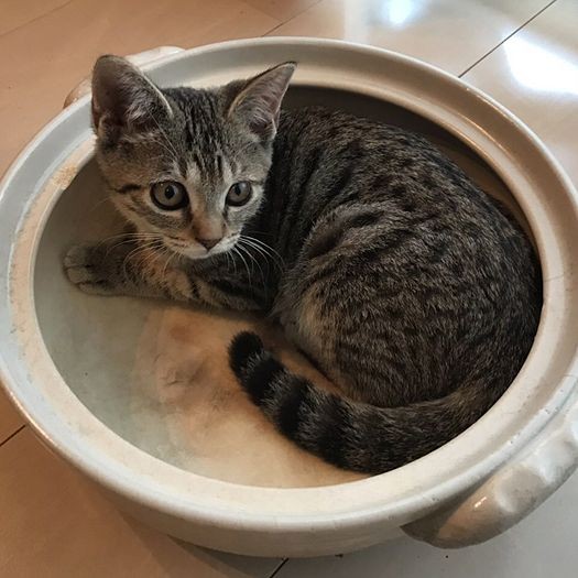 こさめ鍋 (提供写真)