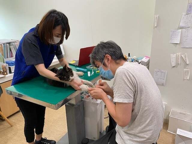 長年、高級ホテルの敷地内で暮らしていた地域猫。動物病院に運んだが、助からなかった(東京都人と動物のきずな福祉協会提供)