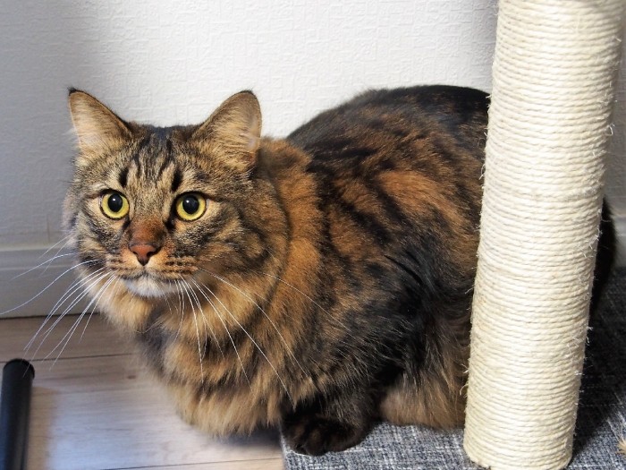 体は大きいけどシャイなチータくんは、取材時は片隅に隠れた