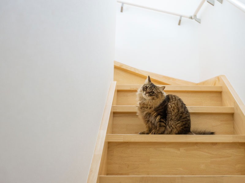 階段にチョコンとチョコさん可愛いー