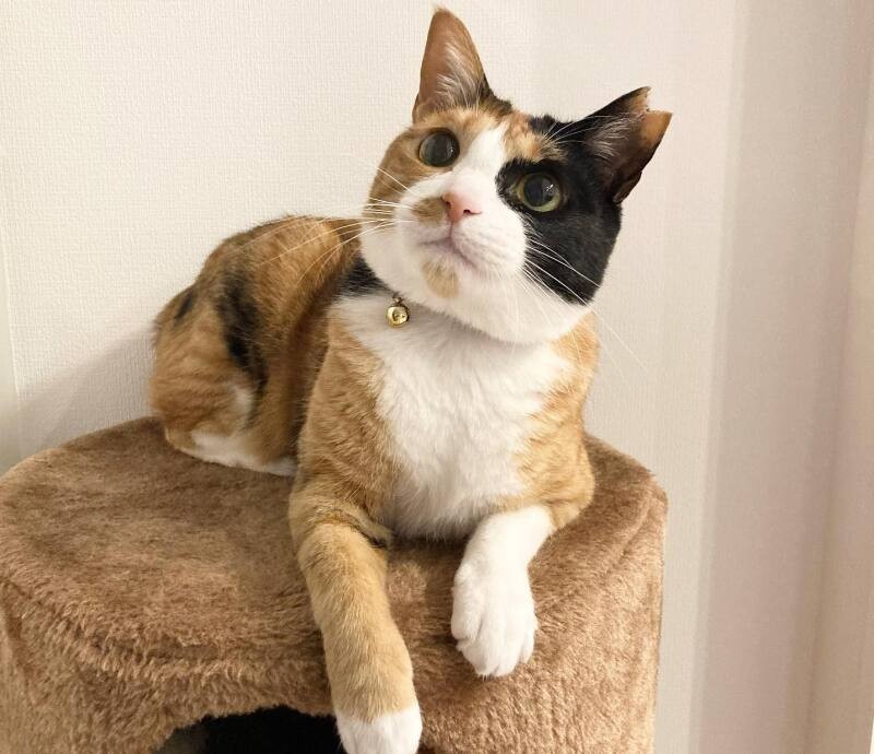 ハナ