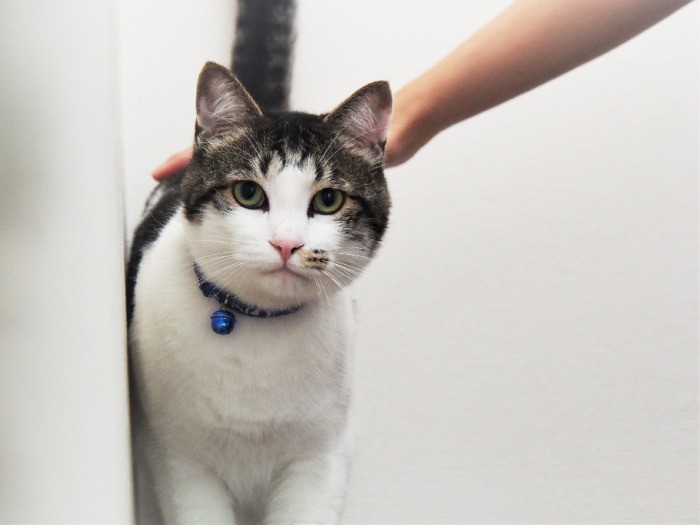 2歳のイケメン風太は、人見知り