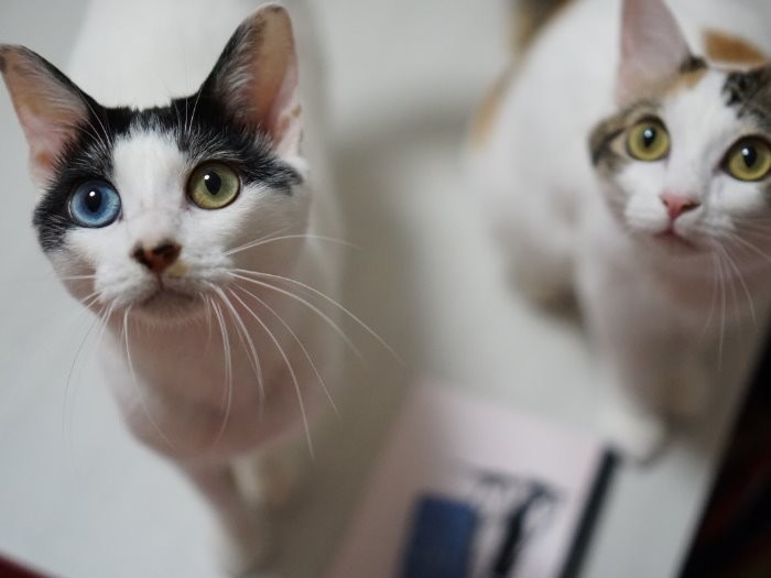 「ひなこ」(左)と「あんず」は時々女子同志でプチ喧嘩もするけれど