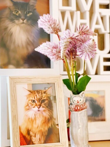 突然別れたショコラ(上)と、闘病後に看取ったマロン。「ショコラとの別れは辛かったですが、亡くした後、看取ることまでが飼い主の責任で、ちゃんと看取れることは幸せと気づきました」とかおりさん。250日の看病後にマロンを送った時は「かおちゃん頑張りすぎたんじゃない?ってマロンが言ってるかもねと、夫と笑って話せました」(かおりさん提供)