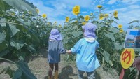 高校生が作った「巨大ヒマワリ迷路」に園児が挑戦! 香川・丸亀市