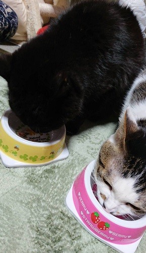 ちくわ(右)と仲良くごはんを食べるサブ(恵子さん提供)