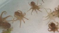 イイダコ漁獲量が約20年で100分の1に 資源保護へ「釣り期間の制限」に協力呼び掛け 香川県