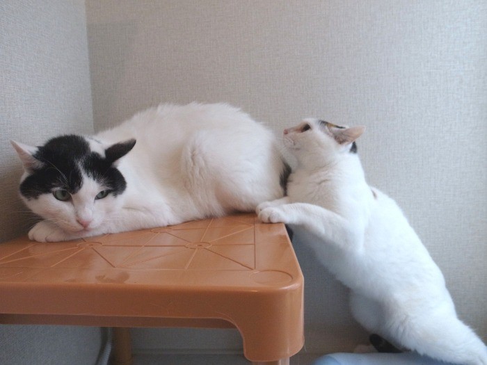 ゴマくんを頼って追いかけるイヴちゃん