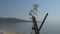 瀬戸内海に浮かぶ無人島を“桜色”に♪大手飲料メーカーが「くじら島」に植樹 岡山・倉敷市