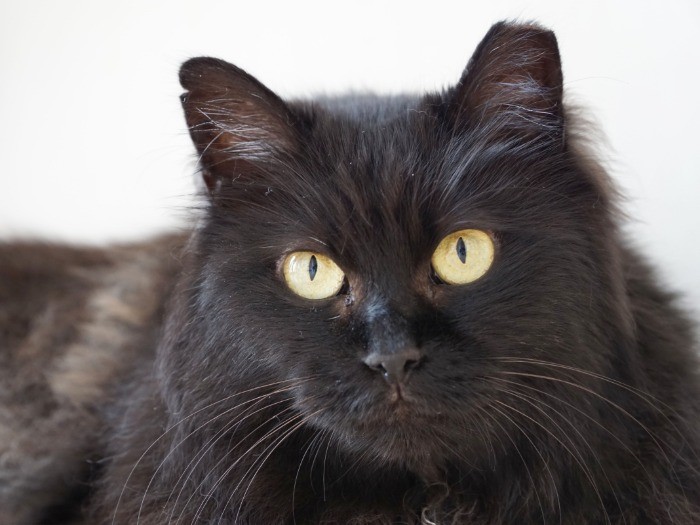 元地域猫のリリーちゃん