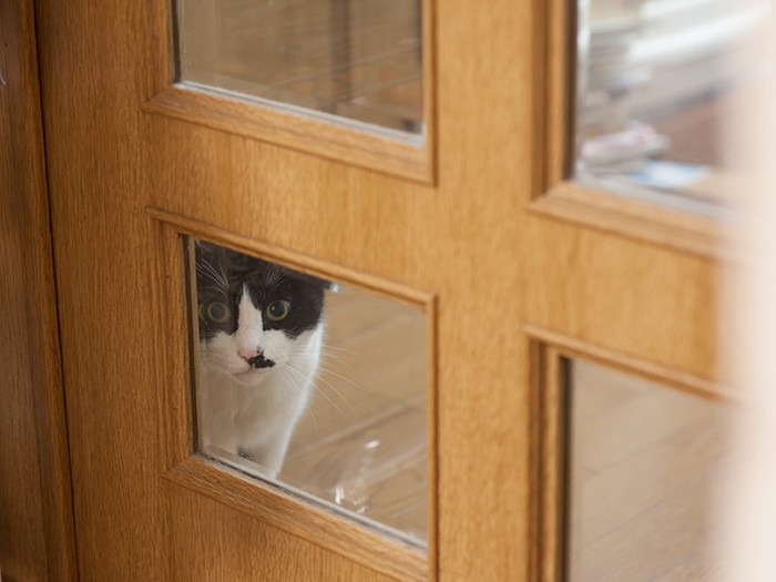 リビングをのぞく、ぽんた。「入りたい‥‥‥」。(小林写函撮影)