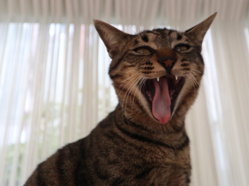 「なんか呼んだ?」(たい平さん提供)