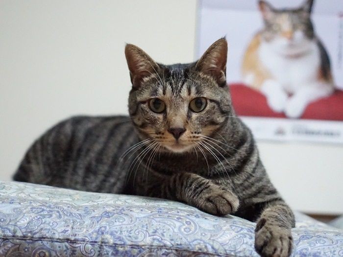 最近気になっているのはCM「にゃんぱく宣言」