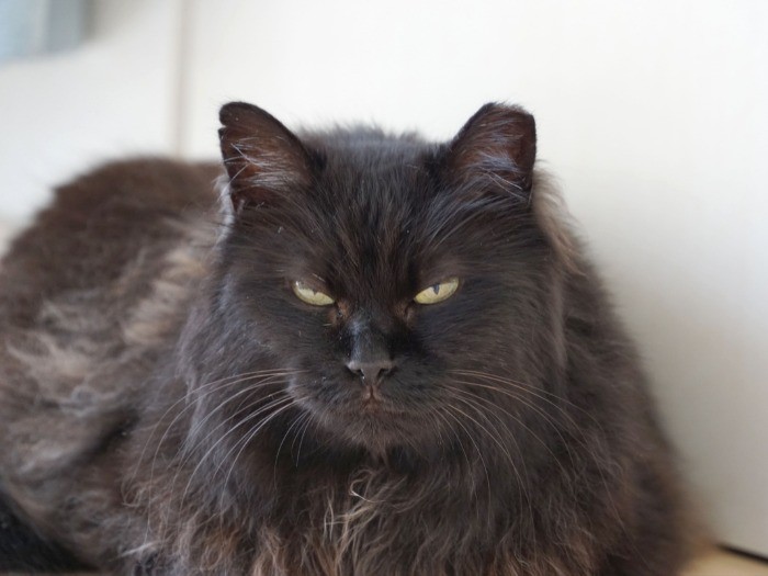 ワイルドさが増す半目