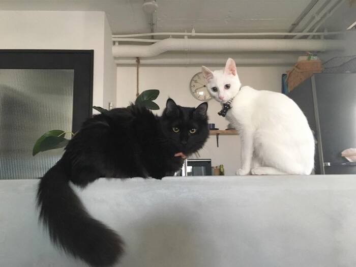 3匹目の猫シピちゃんと