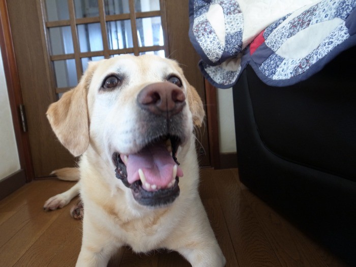 まだまだ元気いっぱいだよ