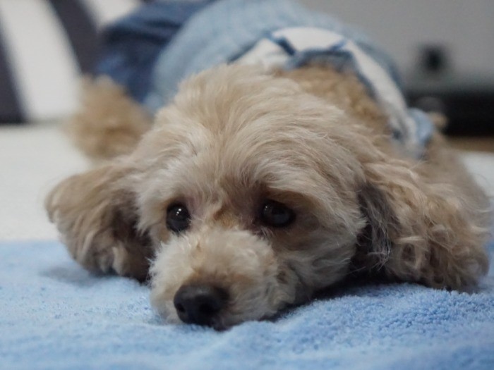 「帰宅したらママとパパを癒やしてあげたい」