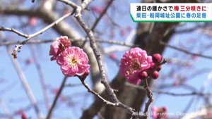暖かさに誘われて梅の開花が進む 宮城・柴田町の船岡城址公園