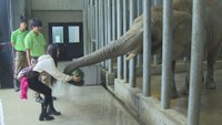 しろとり動物園の人気者・アフリカゾウのパトラちゃんが来園35周年! 記念イベント開催 香川