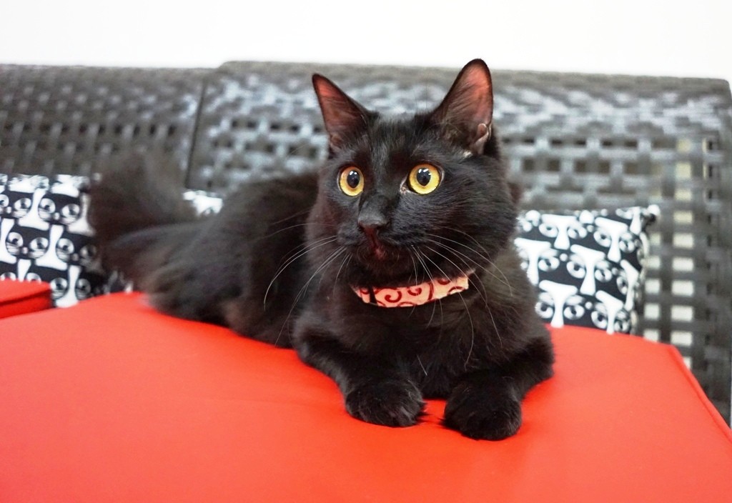 2代目店長だったぷう汰(猫の館ME提供)