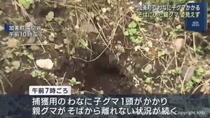 宮城・加美町で子グマがわなにかかる 親グマそばから離れず その後姿が見えなくなる