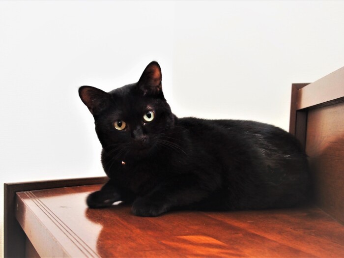 6年前の雪の朝、保護した黒猫ユキ。7歳