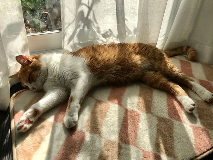 窓際に置いているミニホットカーペットがお気に入りのごろりん