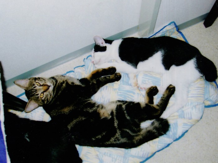 バニラが起きるの待ってるの