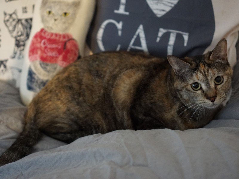 “猫柄”のグッズも増えてきた。クッションとかティッシュケースとか