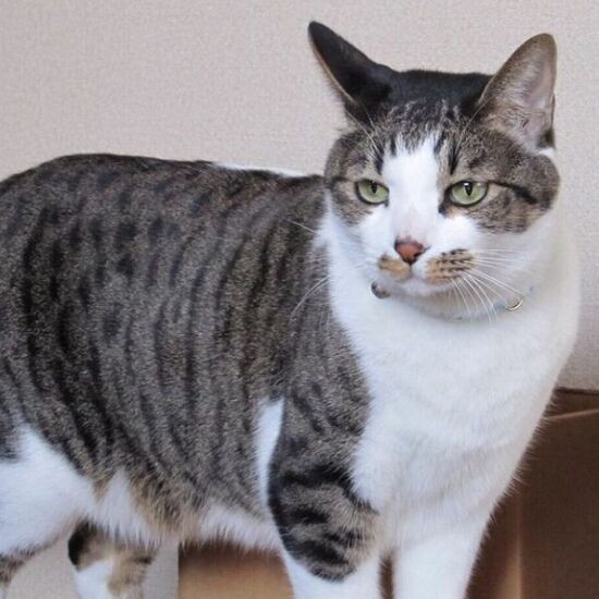 にぃ~は初めて迎えた猫。生後1カ月ほどの時に外でボロボロになってうずくまっていたのを発見し、えり子さんが連れ帰り世話をした。子どもにアレルギーがあり夫にも反対されたが、子どもたちと結託し……家の猫に。にぃ~はウインピーに可愛がられた(えり子さん提供)