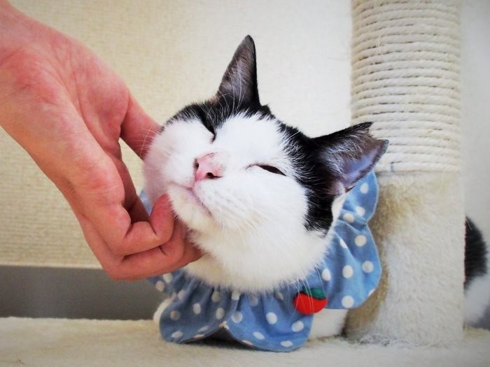 いまではすっかり家猫顔