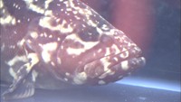 【特集】“海がない国”モンゴルで海水魚の養殖実験 1年で得た手応えは 岡山
