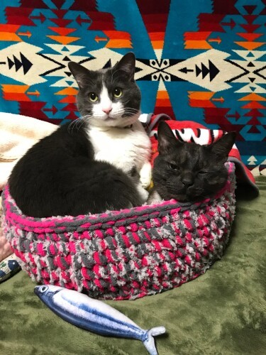 大好きだったおこげ(右)とベッドに入るこなす(えり子さん提供)