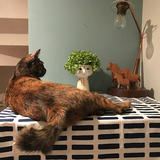 オブジェや雑貨を見つめるぐー(塚本さん提供)