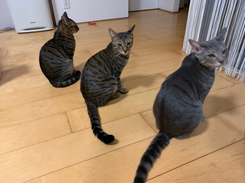 3兄弟で遊ぶのが好き。キジトラだけに野性的で「ザ・猫」という感じ(たい平さん提供)