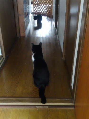 ベルの奥にいるのがすず。(佐藤さんの友達の猫の名がリンで、その隣人が飼っていたのがすず)「元々スズ、チャチャでしたが、我が家に引き取り新たな猫生を送ってほしくて平仮名に」(佐藤さん提供)