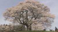 推定樹齢1000年 真庭市の「醍醐桜」が見頃 里山に春の到来告げる