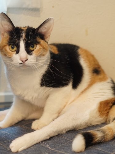 東京都動物愛護相談センターより引き出した三毛柄のレモン(1歳)下半身不随ながら元気に生活、家族を募集中