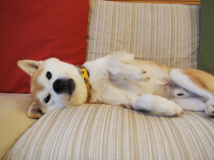 ほめられて、照れる殿介