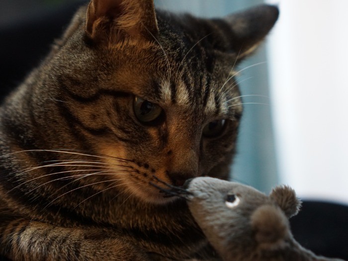 トムとジェリーみたい?