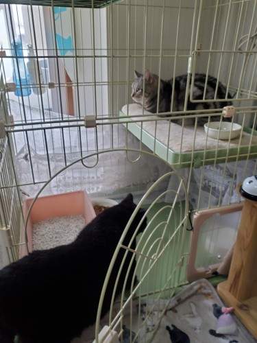 「外に出ていいよ」。ケージの中まで迎えにいった?イヌオ