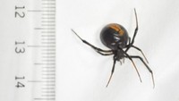 幼稚園でセアカゴケグモ見つかる 庭の遊具の裏にメス1匹、小学生が発見 香川・善通寺市