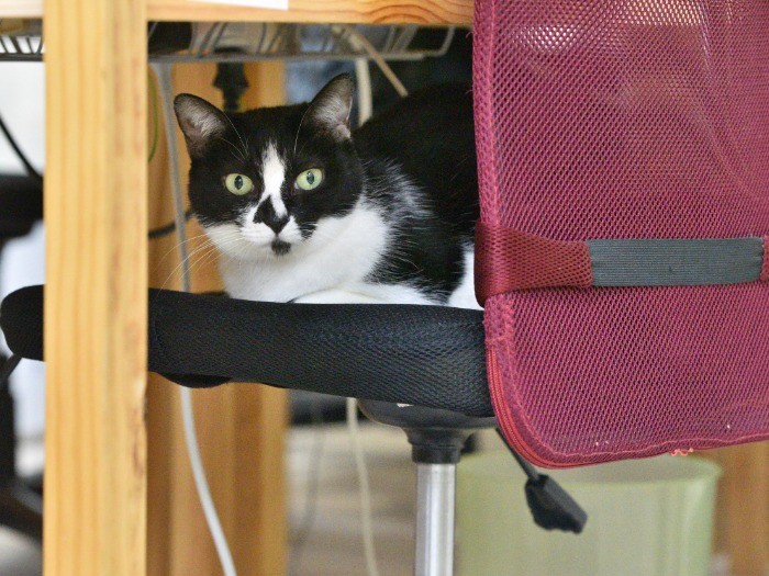 椅子に座るみい(10歳)。社員が自宅近くで怪我して動けなくなったところを見つけ、保護した