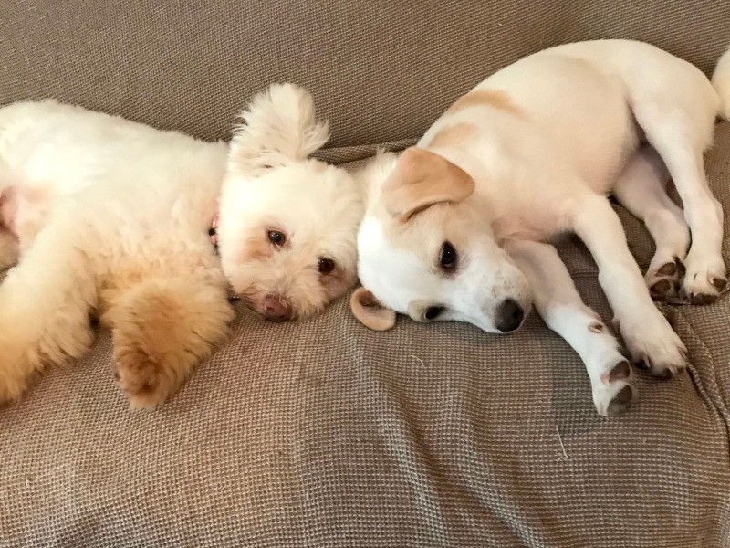 家に迎えたばかりのころ、子犬のビビアンから近づいていって仲良しに(井上菊さん提供)